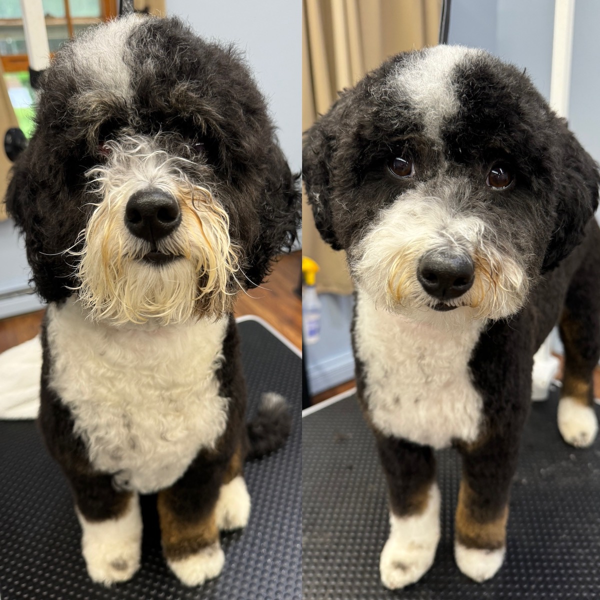 Before and after photo of a doggo