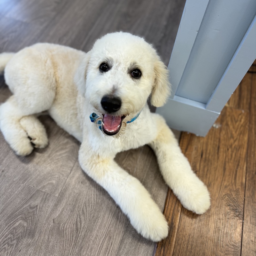 Photo of a happy doggo