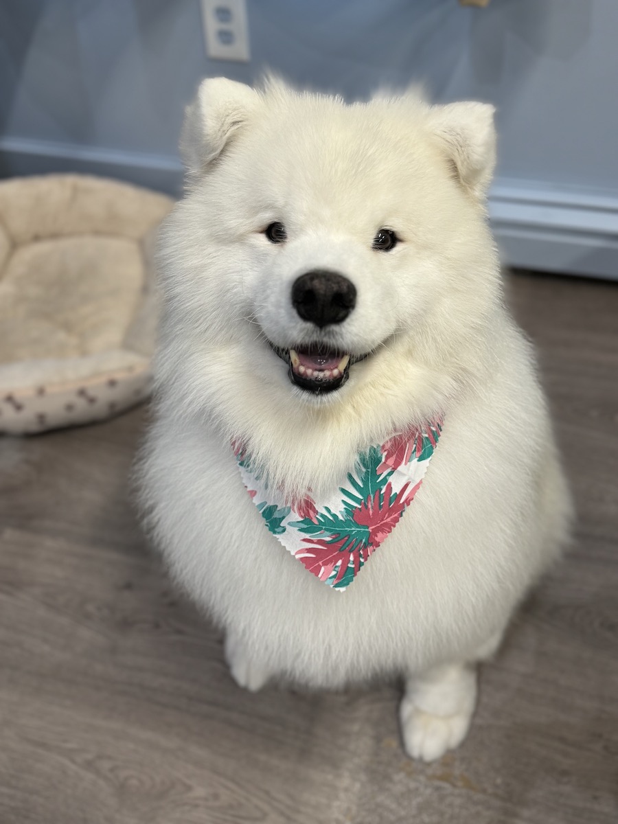 Photo of a happy doggo