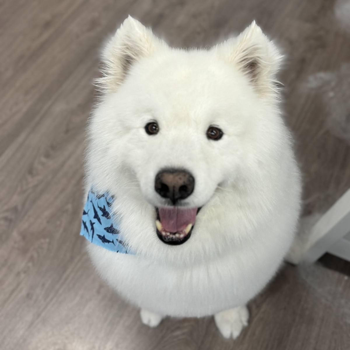 Photo of cute floofy doggo